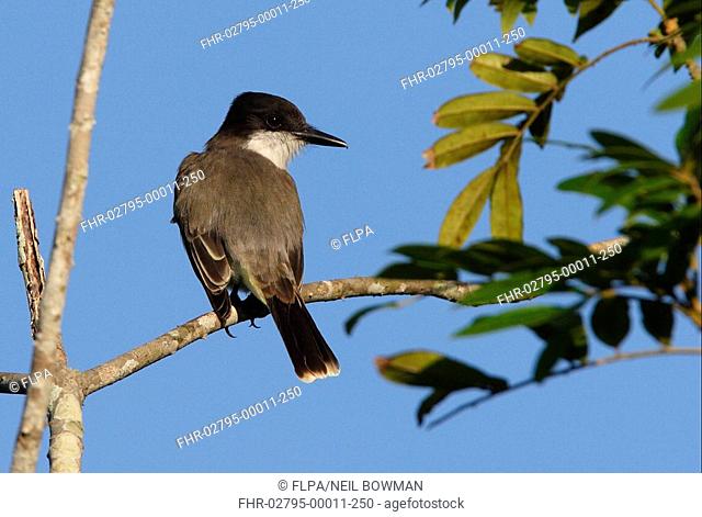 Loggerhead Kingbird Tyrannus caudifasciatus adult, perched on branch, Marshall's Pen, Jamaica, november