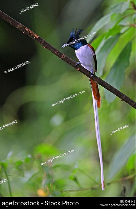 Asian Paradise-flycatcher (Terpsiphone paradisi paradisi) adult male, intermediate phase, perched on branch, Sri Lanka, Asia