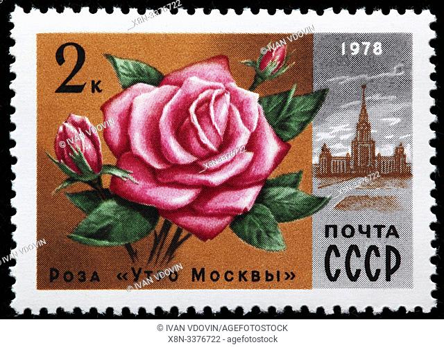 Rose ""Moscow morning"", postage stamp, Russia, USSR, 1978