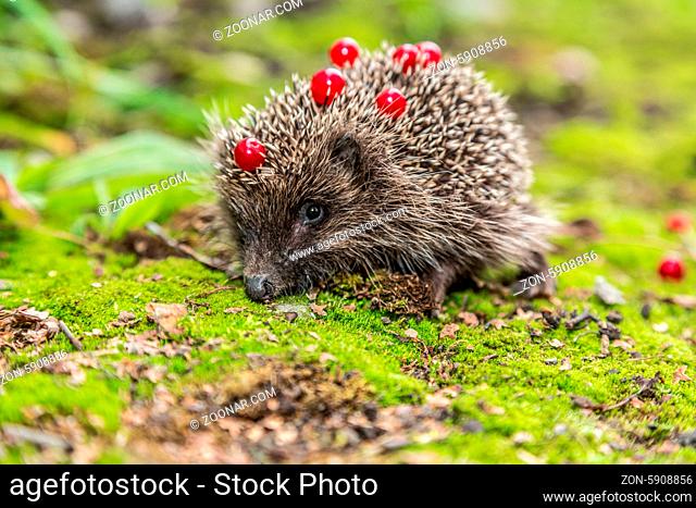 Hedgehog in a garden is looking for food