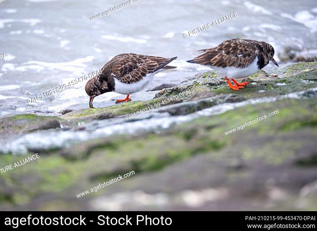 10 February 2021, Lower Saxony, Wilhelmshaven: Turnstones (Arenaria interpres) in slack dress forage on the shore of the south beach