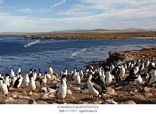 Western Rockhopper Penguin (Eudyptes chrysocome chrysocome). Falkland Islands
