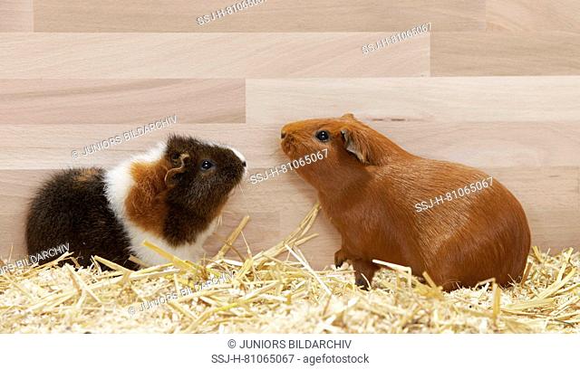 Satin Guinea Pig and Rex Guinea Pig on wood shavings. Germany