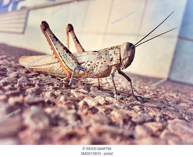 Grasshopper on street corner