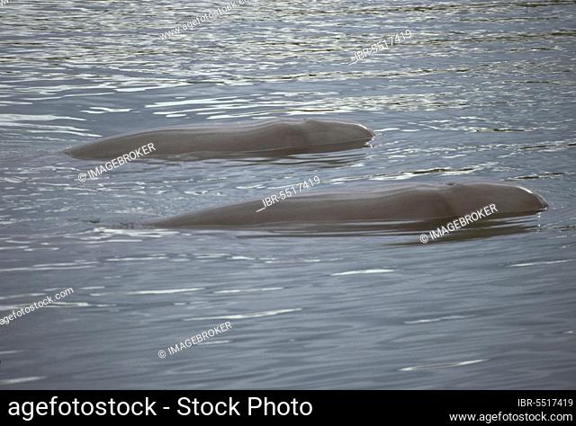 Northern bottlenose whale, doe, Northern bottlenose whales, doe, beaked whale, beaked whales, toothed whales, marine mammals, mammals, animals, whales