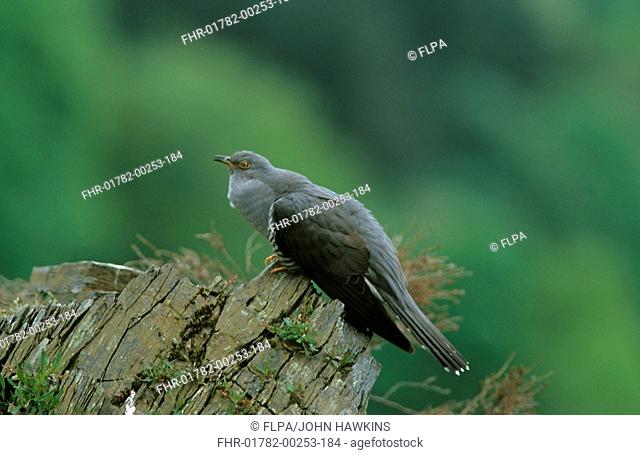 Cuckoo Cuculus canorus On rock - calling