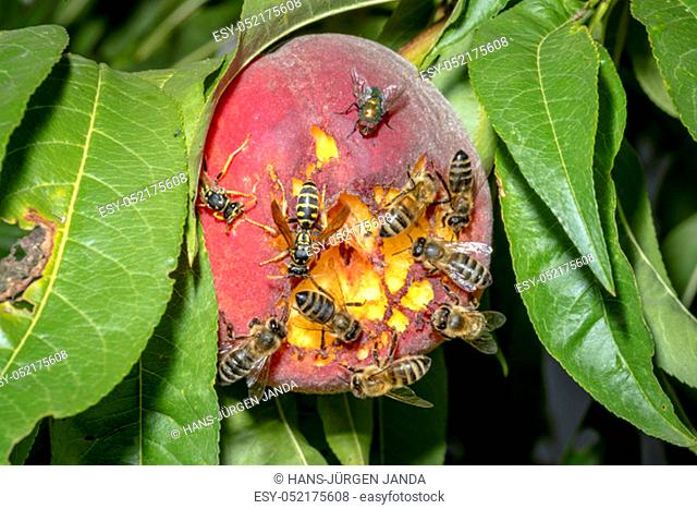 Bees and wasps sit on a ripened ripe peach on a tree