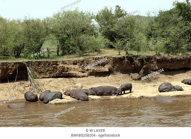 hippopotamus, hippo, Common hippopotamus Hippopotamus amphibius, herd resting at a riverside, Kenya, Masai Mara National Park