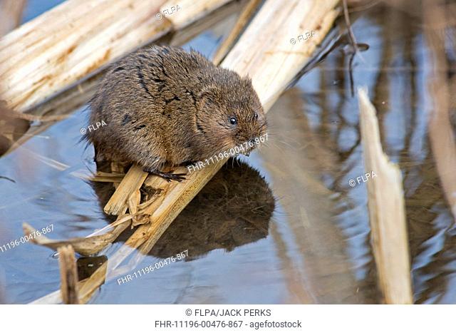 Water Vole (Arvicola amphibius) adult, standing on stem in water, River Maun, Nottinghamshire, England, March