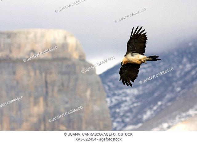 Bearded vulture, Gypaetus barbatus, in flight at Ordesa national park, Spanish pyrenees