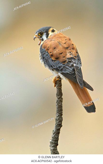 American Kestrel Falco sparverius perched on a branch in Peru