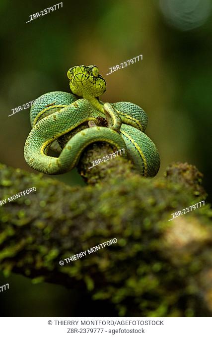 Bothriopsis bilineata. New born green pit viper on a tree. Venomous Snake (solenoglyphous) mostly nocturnal. French Guiana