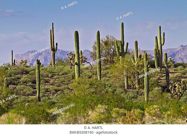 saguaro cactus (Carnegiea gigantea, Cereus giganteus), in Sonora desert, USA