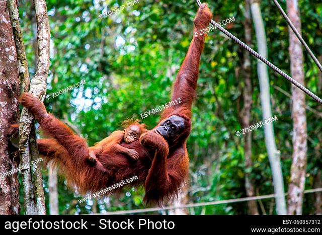 Orangutan hanging in a tree, holding a baby, in the nature of Borneo, Malaysia
