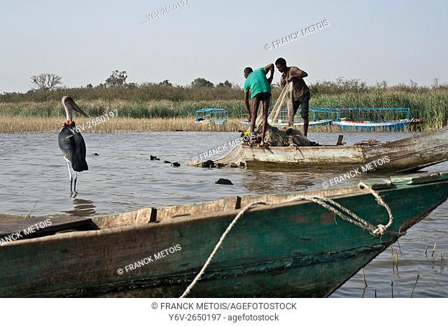 Fishermen are pulling a fishing net while a marabou stork is looking in their direction. Lake Ziway ( Oromiya state, Ethiopia)
