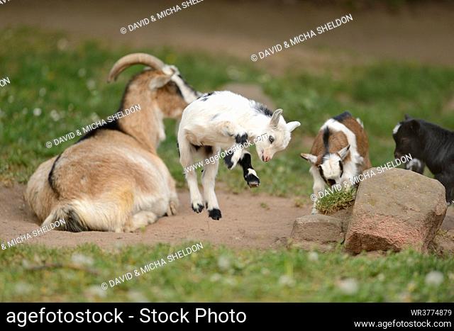 Domestic goat kid jumping in meadow