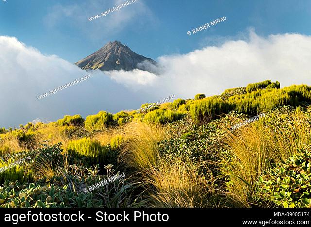 Mount Taranaki, near Pouakai Hut, Egmont National Park, Taranaki, North Island, New Zealand, Oceania