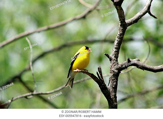 American Goldfinch on a Tree Branch