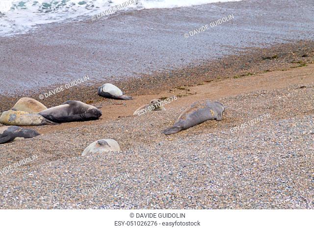 Elephant seals on Caleta Valdes beach, Patagonia, Argentina. Argentinian wildlife