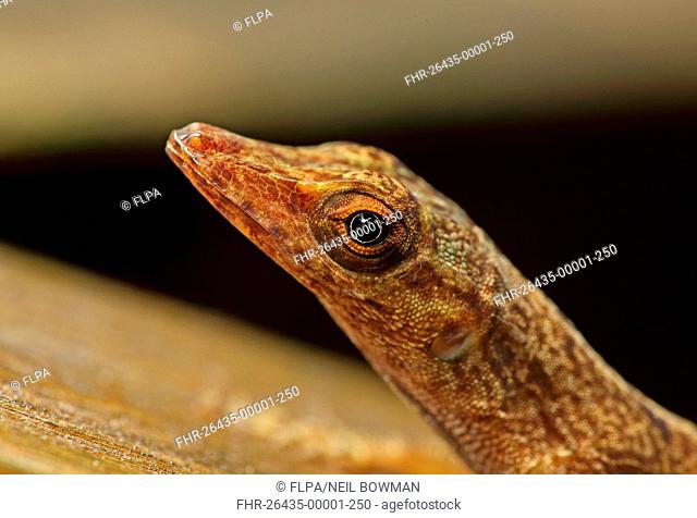 Saint Lucia Anole (Anolis luciae) brown form, adult, close-up of head, Fond Doux Plantation, St. Lucia, Windward Islands, Lesser Antilles, December