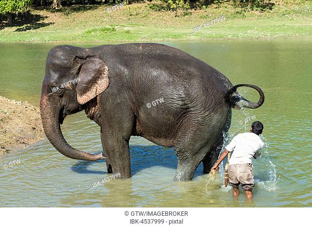 Mahout washes his Indian elephant (Elephas maximus indicus) in the river, Kaziranga National Park, Assam, India