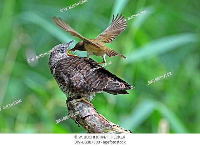 Eurasian cuckoo (Cuculus canorus), reed warbler feeding the fledged cuckoo chick with an insect, Germany