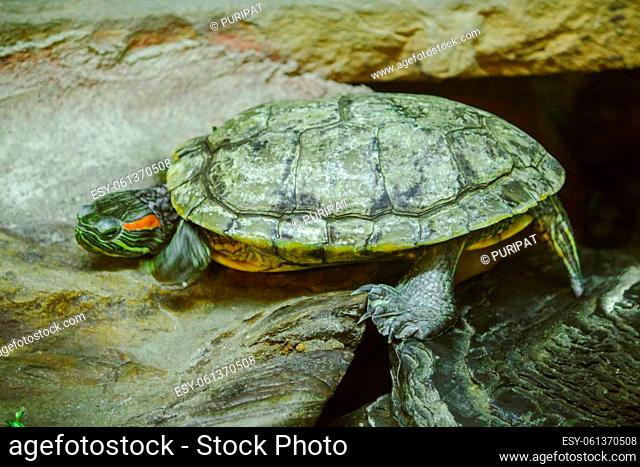 Trachemys scripta is on a rock A freshwater turtle is native to North America