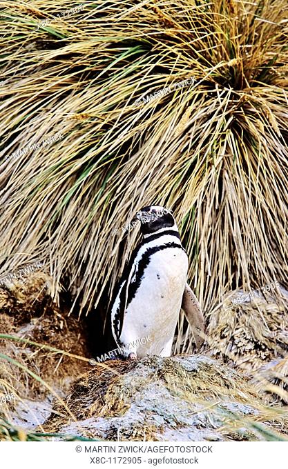 Magellanic penguin Spheniscus magellanicus at burrow in a thicket of Tussock Gras, the natural vegetation of the Falkland Island coastline  The range of...