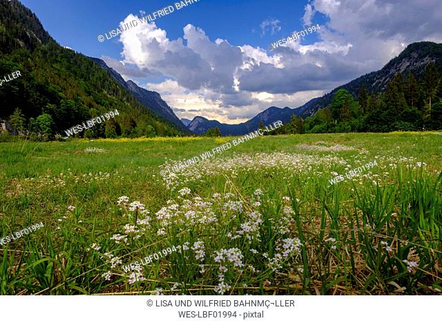 Germany, Bavaria, Upper Bavaria, Reit im Winkl, Lake Weitsee near Ruhpolding, moor, moor grass