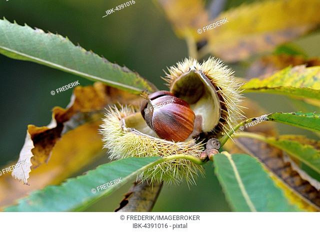 Sweet chestnut (Castanea sativa), ripe fruit, North Rhine-Westphalia, Germany