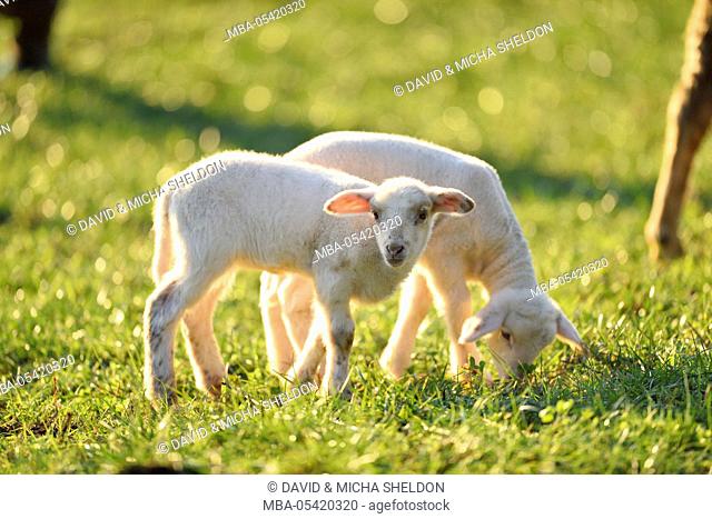 Domestic sheep, Ovis orientalis aries, lambs, meadow, side view, standing, looking at camera