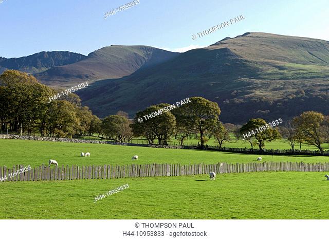 Sheep in a field, Snowdonia, Wales