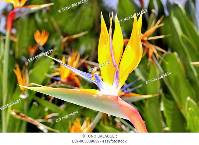 genus strelitzia reginae orange bird flower