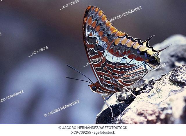 Butterfly (Charaxes jasius). La Serena. Badajoz province. Extremadura. Spain