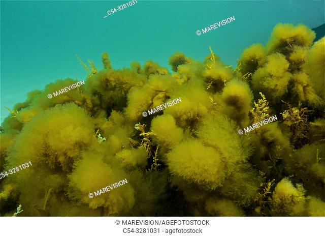 Brown Seaweed. Fronds of (Hincksia sp. ) over (Sargassum muticum). Eastern Atlantic. Galicia. Spain. Europe