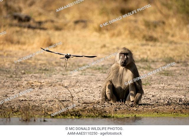 Chacma baboon (Papio ursinus) being harassed by blacksmith plover protecting its nearby nest, Moremi Game Reserve, Botswana, Africa
