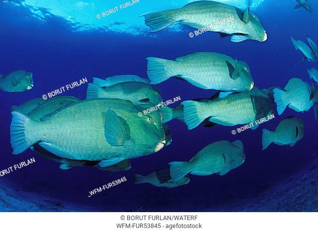 Shoal of Bumphead Parrotfish, Bolbometopon muricatum, Sipadan, Borneo, Malaysia