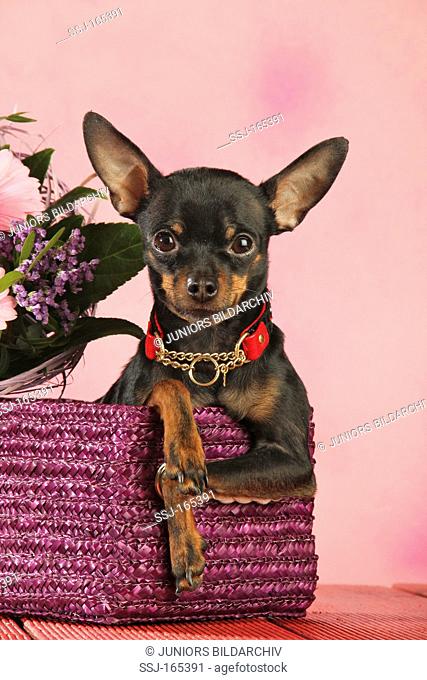 Russian Toy Terrier dog in basket
