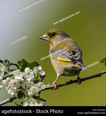 A male Greenfinch (Carduelis chloris) in the Uk