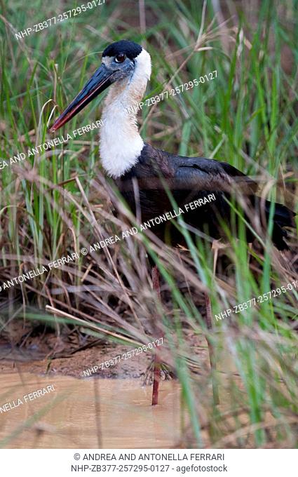 Woolly-necked stork Ciconia episcopus, Wilpattu National Park, Sri Lanka