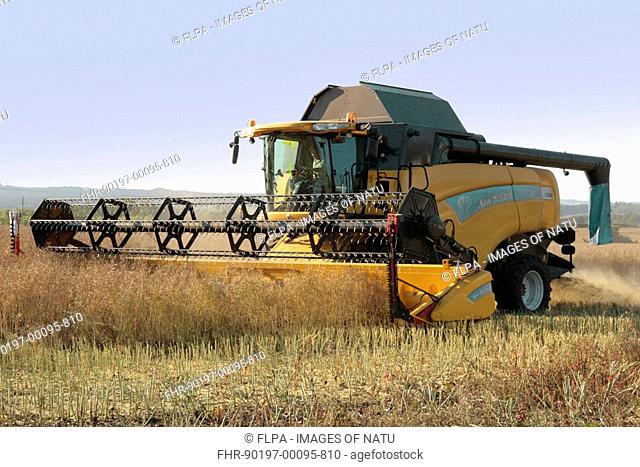 Oilseed Rape Brassica napus crop, combine harvester at work in evening, England, summer