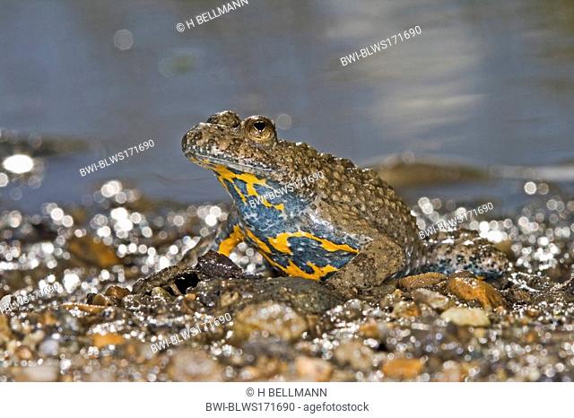 yellow-bellied toad, yellowbelly toad, variegated fire-toad Bombina variegata, sitting at the shore