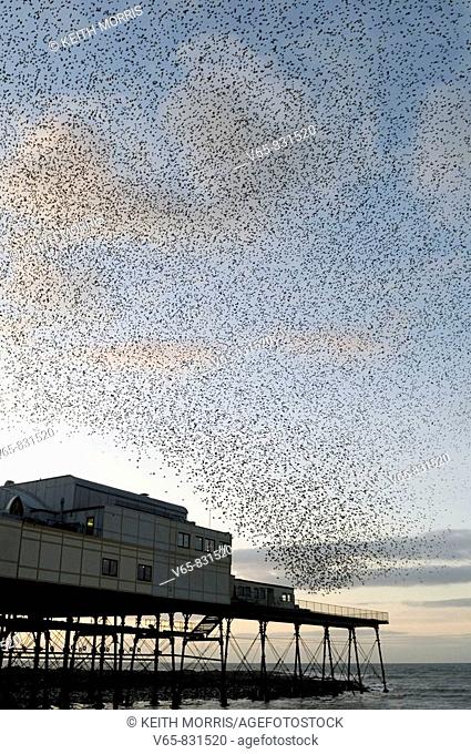 starlings roosting at dusk on Aberystwyth pier Wales UK