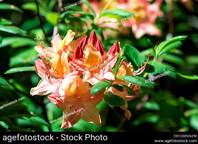 Rhododendron Strauch