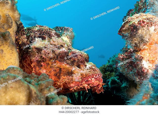 Pacific Spotted Scorpionfish, Scorpaena mystes, Punta Vicente Roca, Galapagos, Isabela Island, Ecuador