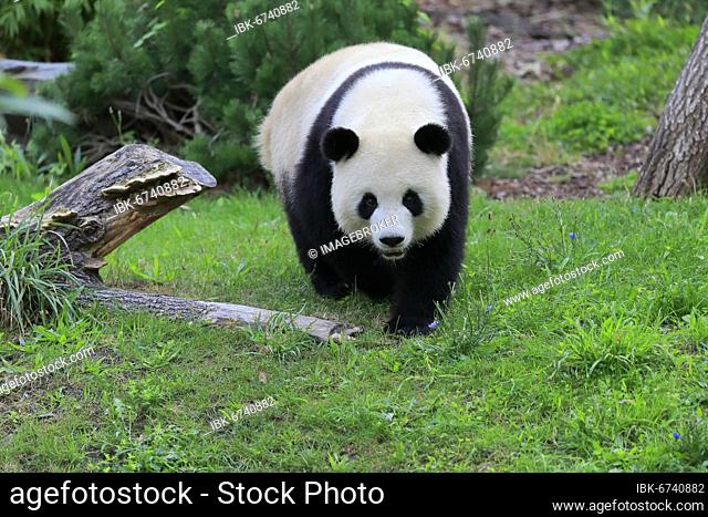 Giant Panda (Ailuropoda melanoleuca), adult, foraging, captive, China, Asia