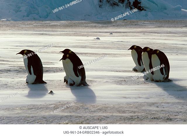 Emperor penguin, Aptenodytes forsteri, fathers with chicks on feet, spindrift around them, Antarctica. (Photo by: Auscape/UIG)