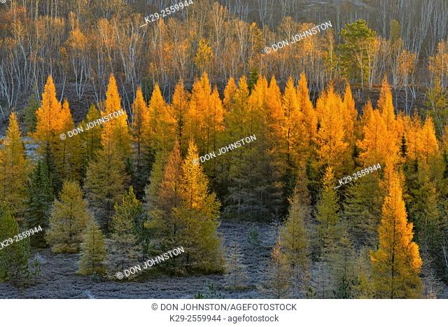 Autumn larches in a frosted valley, at dawn, Greater Sudbury, Ontario, Canada