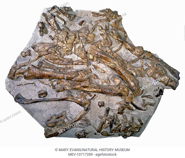 A jumble of Iguanodon bones developed originally in 1834 by Gideon Algeronon Mantell (1790-1852). Specimen known as 'The Maidstone Slab'