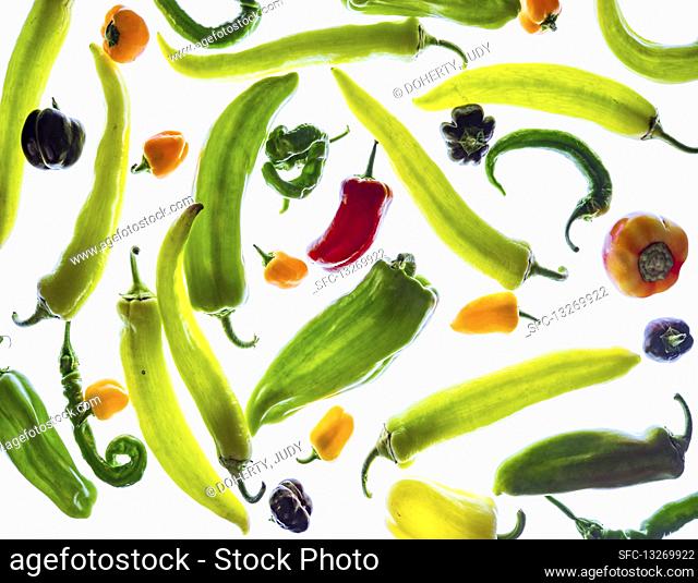 Different types of peppers in transmitted light (full screen)